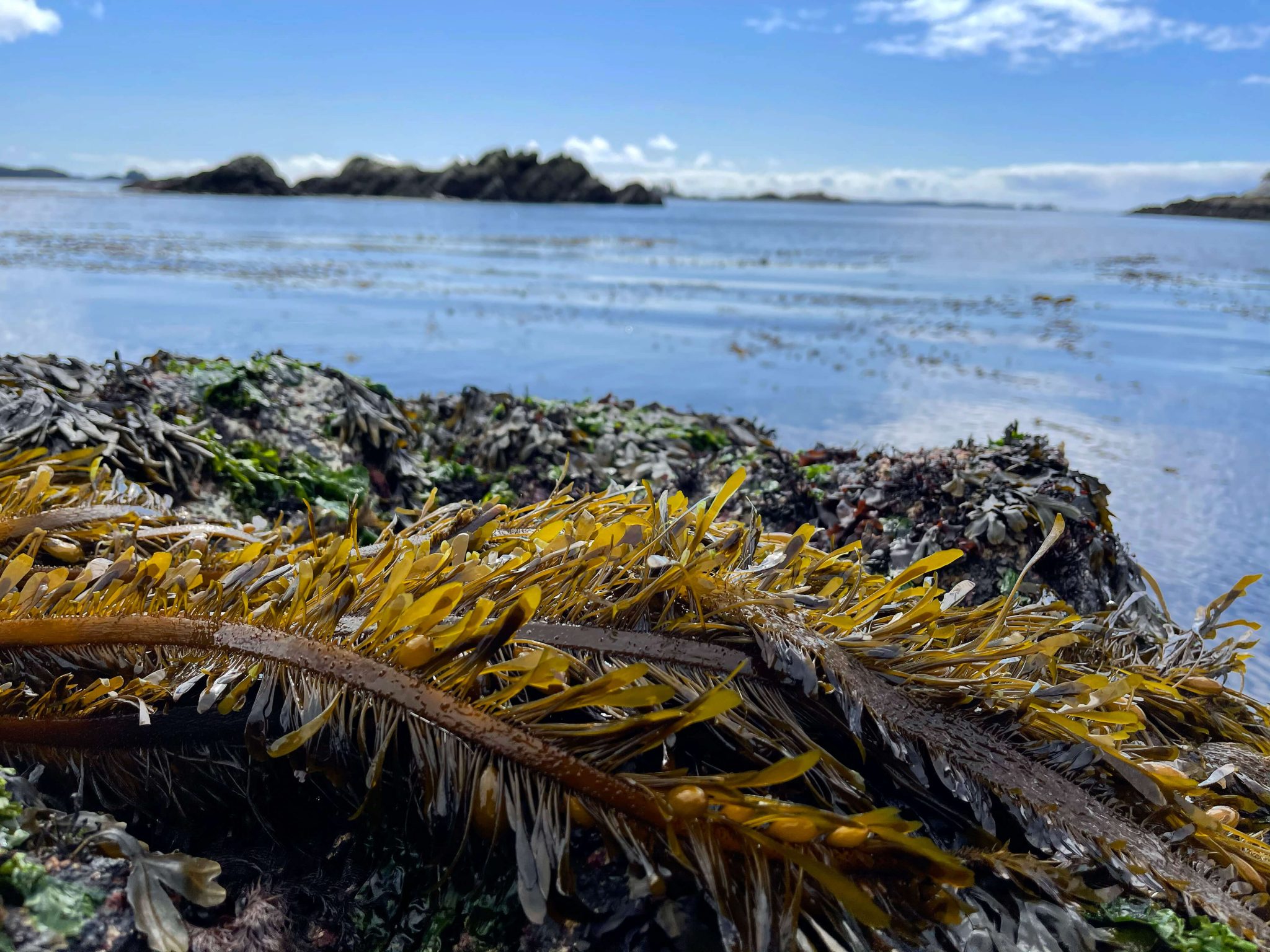 PHOTOS The Story of Heiltsuk Nation's spawnonkelp fishery RAVEN
