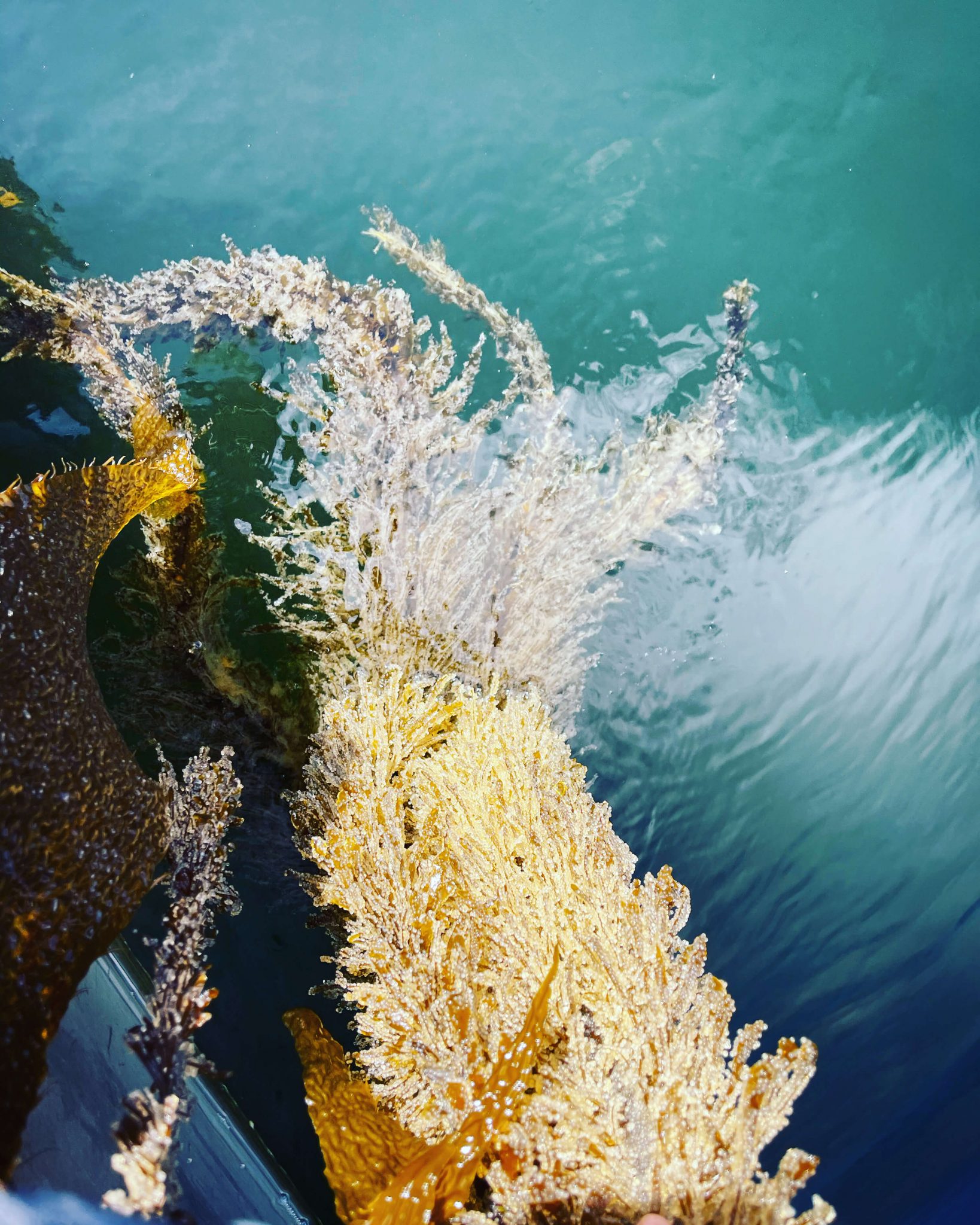 PHOTOS The Story of Heiltsuk Nation's spawnonkelp fishery RAVEN