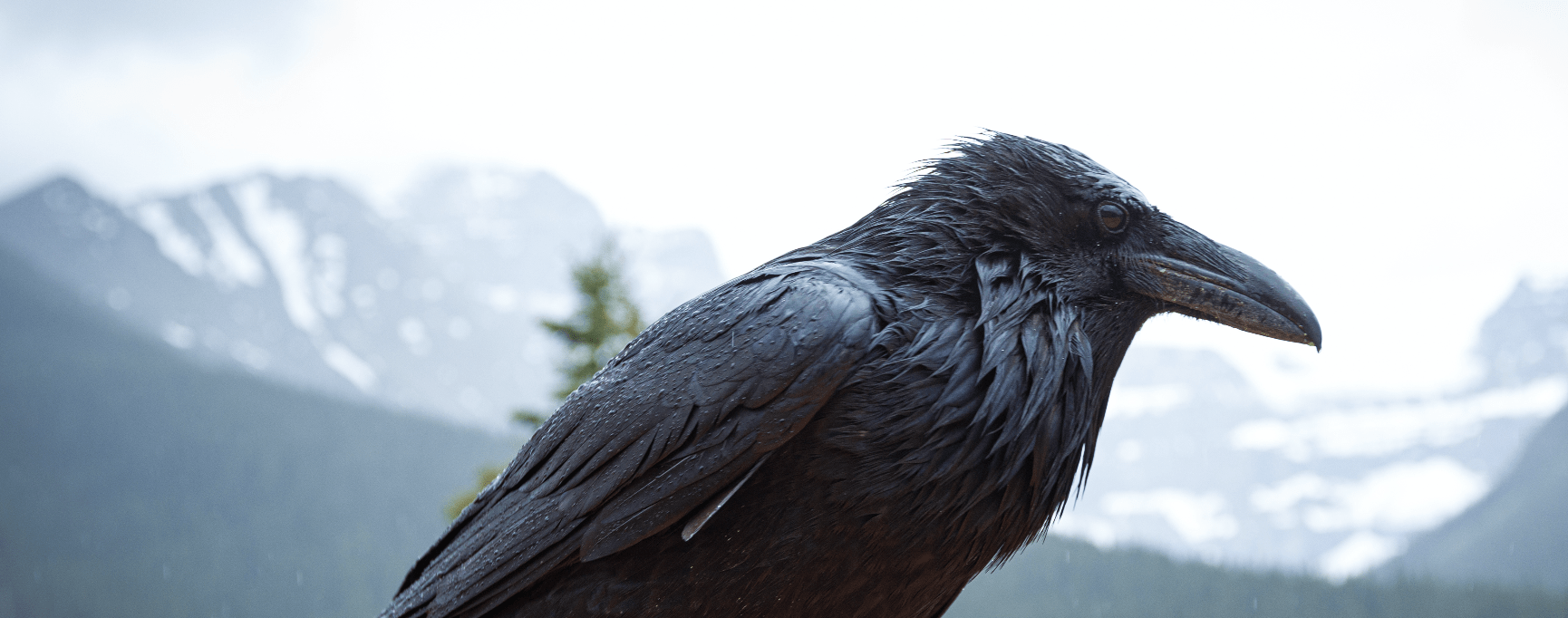 We’re Hiring an Organizer (Ontario)!