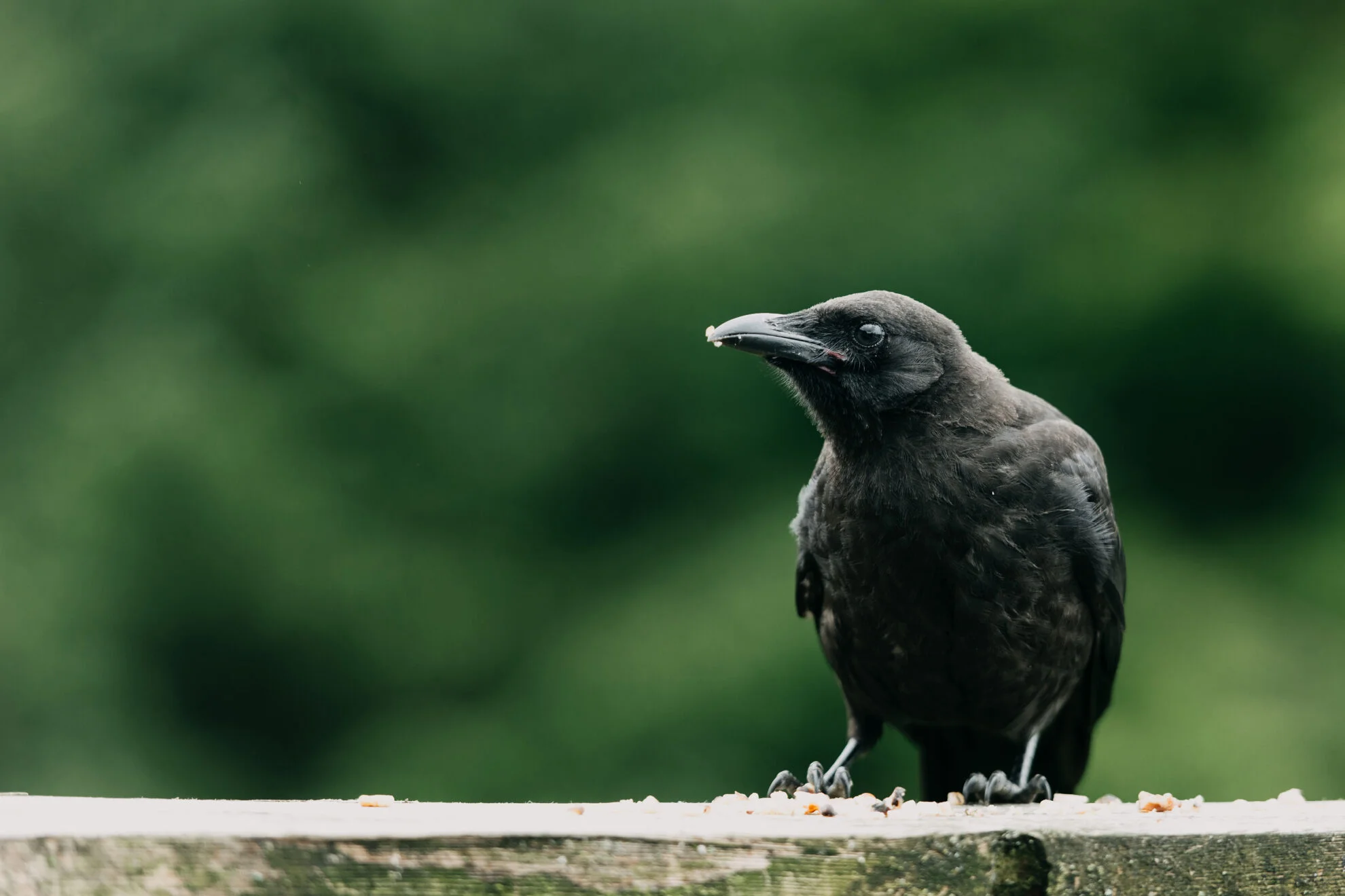 Photo by Paulina Otylia of Raven
