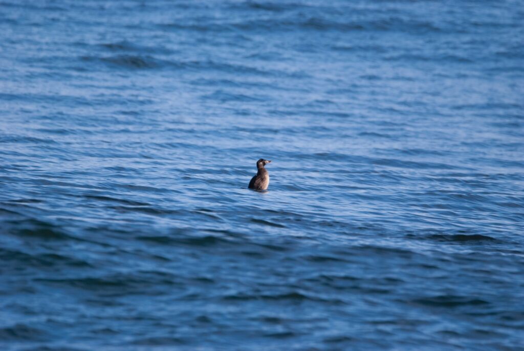 A lone surf scoter in the water