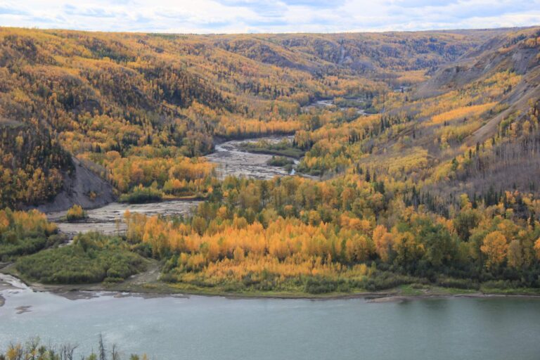 A tributary of the Peace River flows through yellowing aspens in the fall near the location of the Site C Dam in British Columbia.
