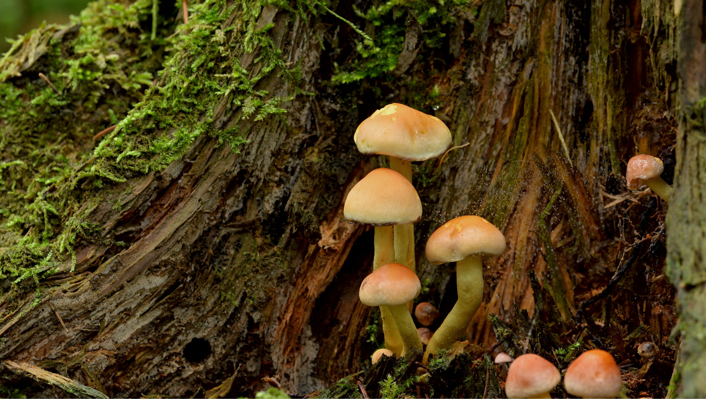 Mycorrhizal Networks: The Connections Between Us