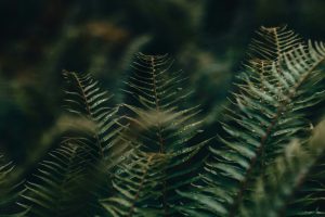 Photo by Tomas Williams on Unsplash